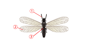 ヤマトシロアリの羽アリ
