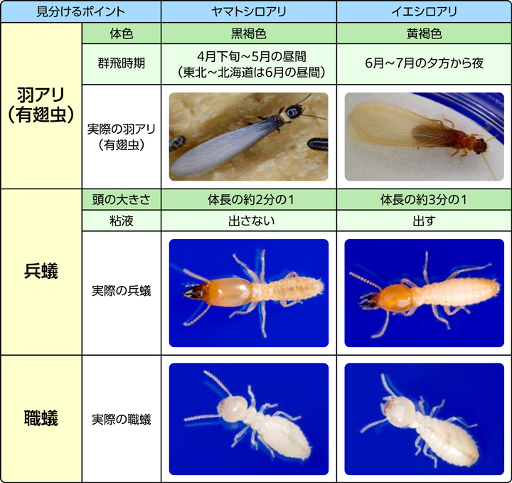 シロアリの種類と特徴