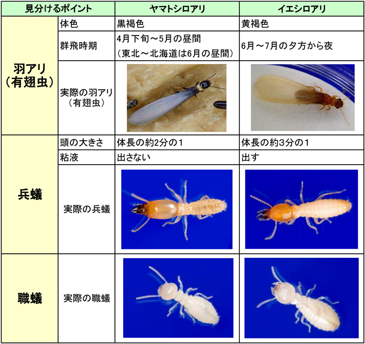 シロアリの見た目と種類