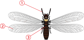 シロアリの羽アリ