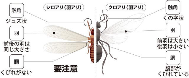 シロアリ（羽アリ）とクロアリ（羽アリ）の違い