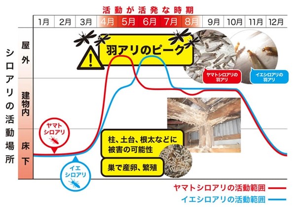 シロアリの調査を実施するタイミング