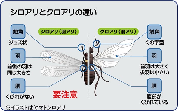 ヤマトシロアリの見分け方