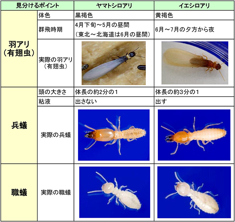 分けやすい体の色と形