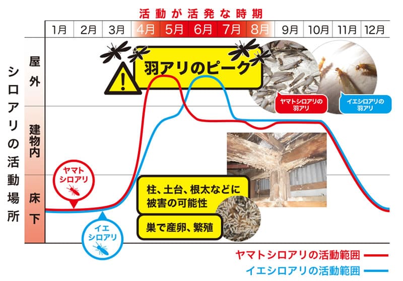 シロアリの年間の活動状況