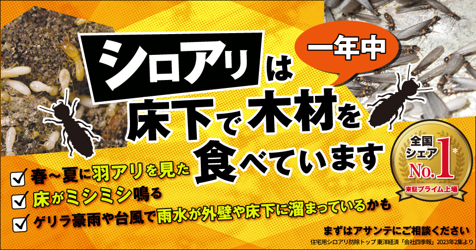 シロアリは一年中床下で木材を食べています